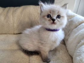 🐾 Wunderschöne Ragdoll Kitten suchen liebevolles Zuhause 🐾