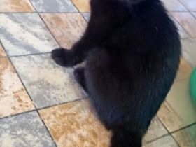 2 süße Kitten (16 Wochen) in liebevolle Hände abzugeben – Duisburg