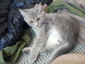 2 süße Kitten (16 Wochen) in liebevolle Hände abzugeben – Duisburg