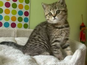 Reinrassige BKH Kitten:  Nur 1 Katze vorhanden !