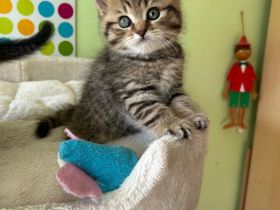 Reinrassige BKH Kitten