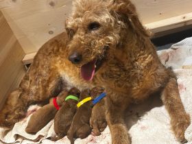 Unsere Welpen sind da! Labradoodle Welpen F1bb aus liebevoller Familienaufzucht