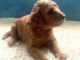 Labradoodle Welpen aus liebevoller Familienaufzucht