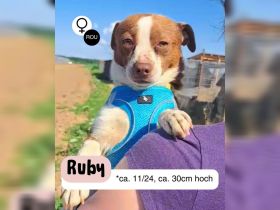 Kleine Ruby - großes Glück