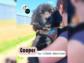 Kleiner Cooper - großes Herz