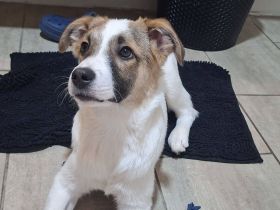 Roosevelt,  ein dynamischer Junghund sucht ein Hundeerfahrenes Zuhause