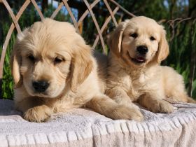 Golden Retriever Welpen (15 Wochen) – geimpft, gechippt, mit EU-Pass