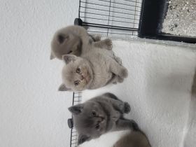 BKH katzen baby