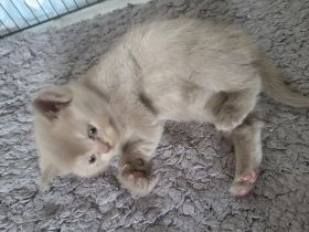 BKH katzenbaby