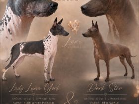 American Hairless Terrier