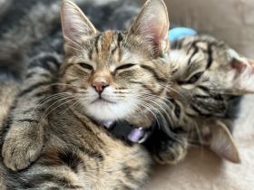 Süße Kitten suchen neues Zuhause 🏠 ( BKH Mix )
