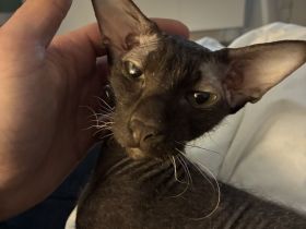 ORIENTALISCH KURZHAAR KATER NINHO