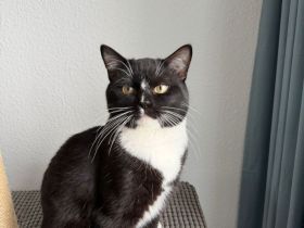 Sumi und Kuma suchen ein neues Zuhause