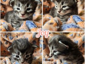 Norwegische Waldkatzen Kitten reinrassig mit Papieren