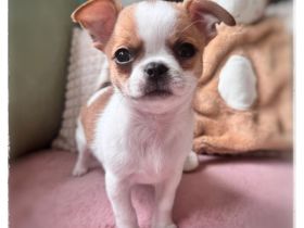 Chihuahua Rüde in Traumfarbe mit großem Startpaket aus seriöser Zucht mit Erfahrung