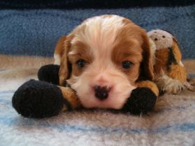 Wurfankündigungen für Cavalier King Charles Spaniel Welpen