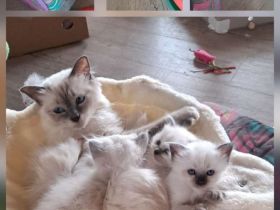 Heilige Birma Kitten