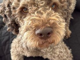 Exklusiver Deckrüde – Lagotto Romagnolo aus erstklassiger italienischer Spitzenzucht