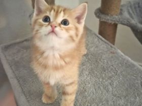3 süße Kitten/Katzen