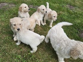 Goldendoodle F1 Welpen Golden Retriever Königspudel
