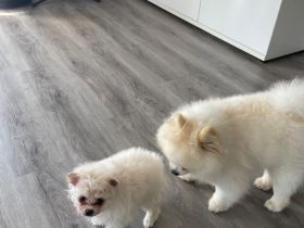 Traumhafter Zwergspitz (Pomeranian) Rüde 3 Monate alt, geimpft, gechipt & bestens sozialisiert