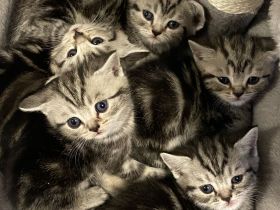Reinrassige BKH kitten in Tabby