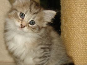 Norwegische Waldkatze