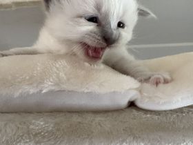 Birma kitten