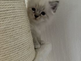 Birma kitten