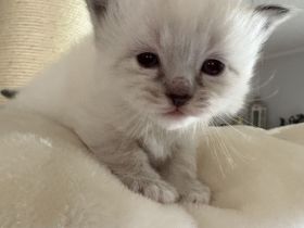 Birma kitten