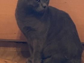 Reinrassiger BKH Kater.