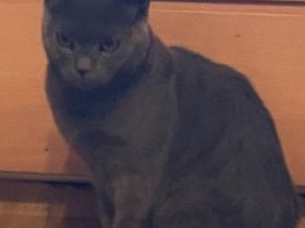 Reinrassiger BKH Deckkater.