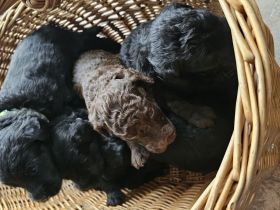 Labradoodle Welpen F1b