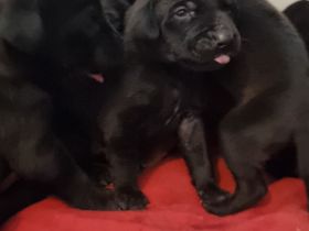 Schwarz und Braune Ridgeback