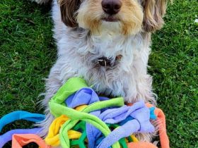 Aussiedoodle - Mini/Medium - bezaubernde Welpen in tollen Farben (keine Arbeitslinie).