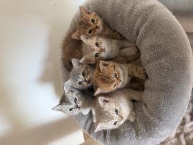 BKH Kitten