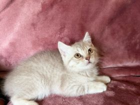 BKH Kitten