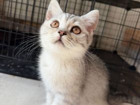 BKH Kitten