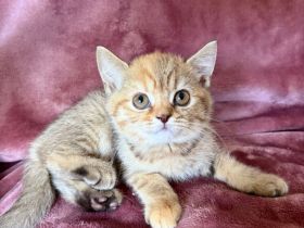 BKH Kitten