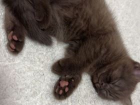 BKH Kitten Braun sucht neues Zuhause
