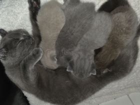 BKH Kitten suchen neues Zuhause