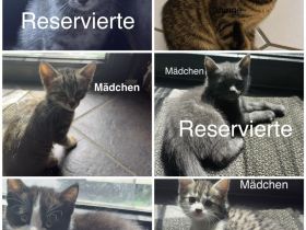 6 Wunderschöne BKH Katzen/Kater abzugeben