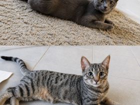 2Wunderschöne BKH Katzen abzugeben beide 250