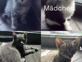 3 Wunderschöne BKH Katzen ab sofort abzugeben