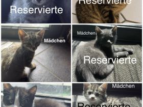 6 Wunderschöne BKH Katzen/Kater abzugeben