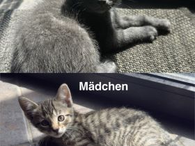 2Wunderschöne BKH Katzen abzugeben beide 250