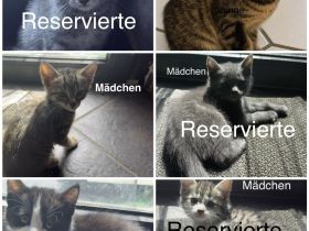 6 Wunderschöne BKH Katzen/Kater abzugeben