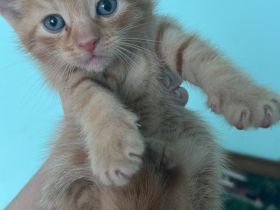 Babykatzen