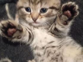 Katzen