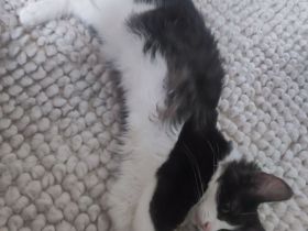 Ragdoll  mix Kater
